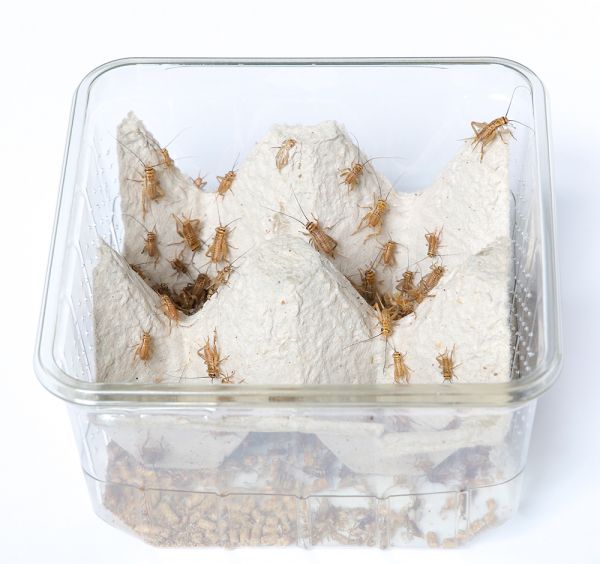 fihk559bf2f6aa21b_600x600