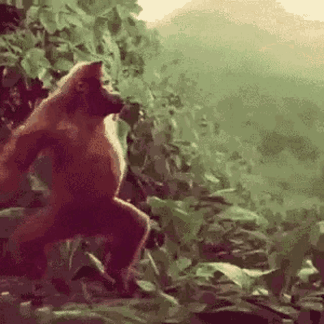 orangutan-monkey