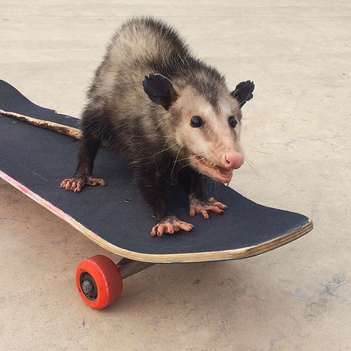 Pool Possum Pflugerville