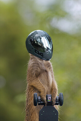 meercat