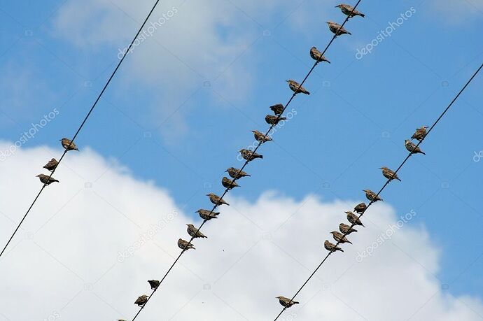 depositphotos_2101834-stock-photo-birds-on-a-wire
