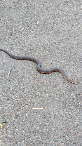 PXL_20260119_054249486.MP