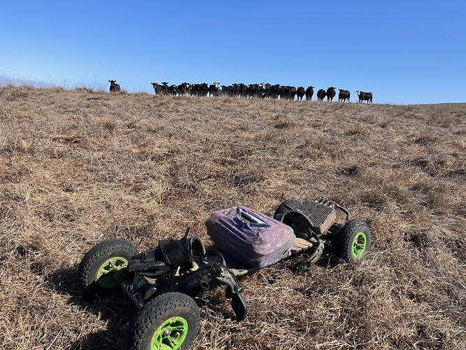 Cows on Parde