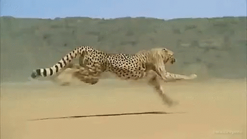 Cheetah Running GIF - Cheetah Running - Discover & Share GIFs | Animated animals, Cute animals, Animals